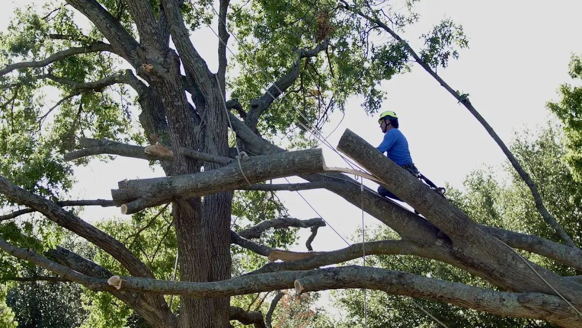 Professional Hazardous Tree Removal performed by certified arborists in New Castle