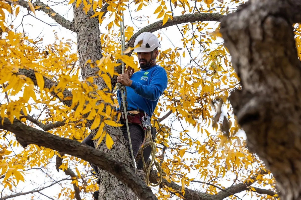 Skilled Tree Trimming crew working in New Castle